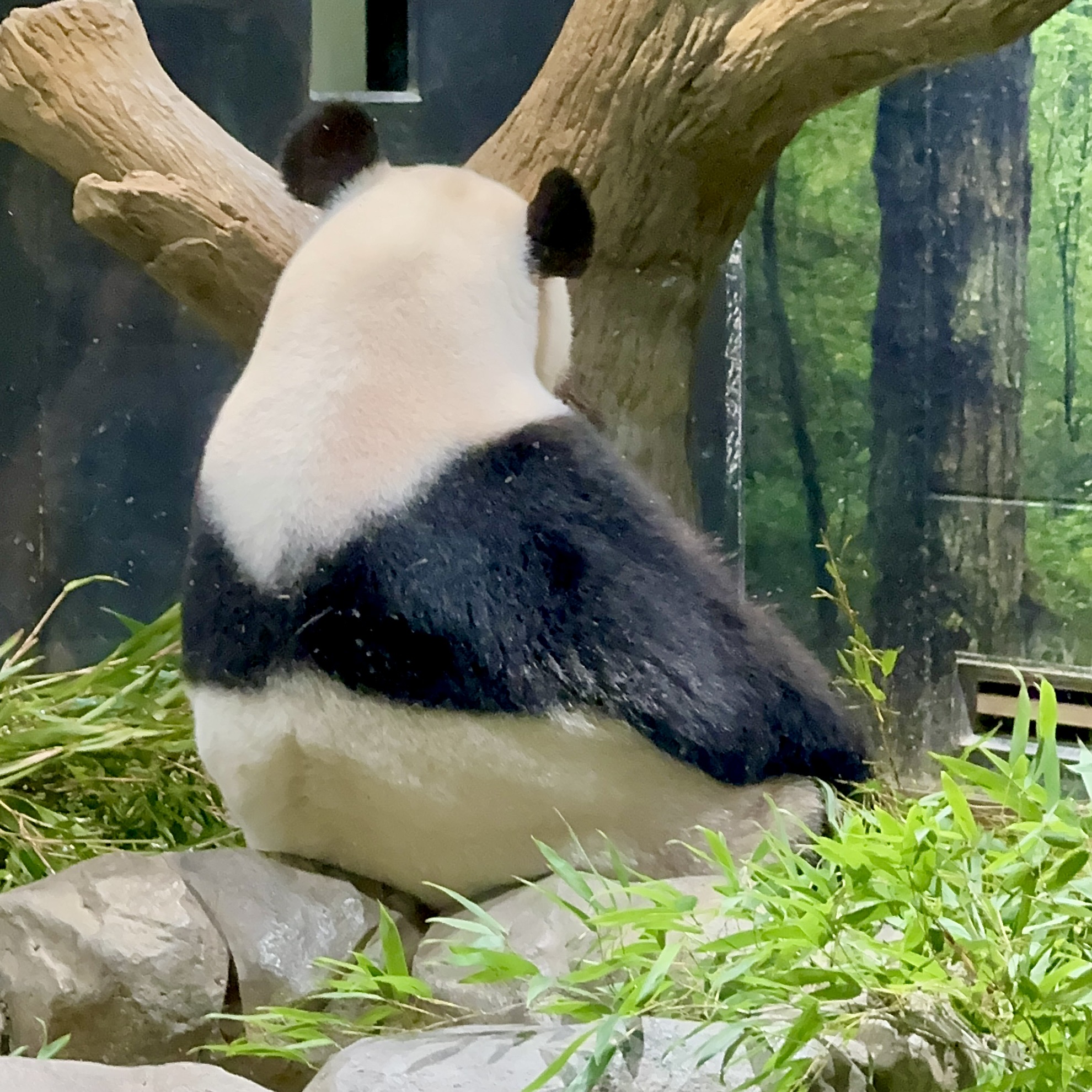 上野动物园